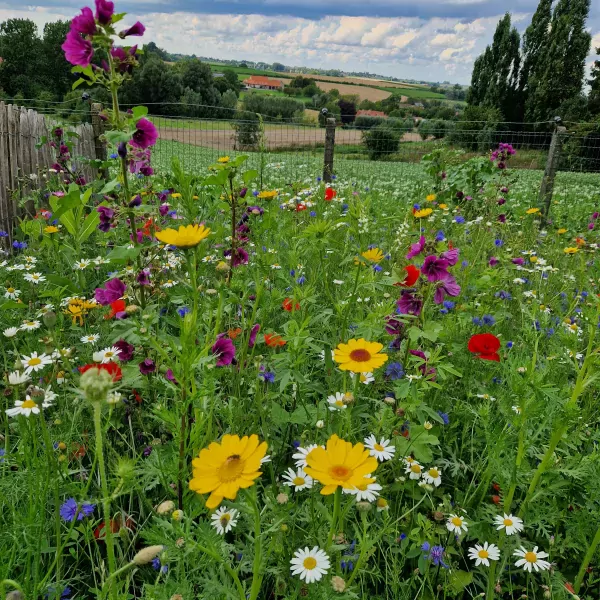 Wanneer zaai ik best veldbloemen?